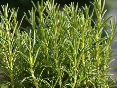 Rosemary Plant Buy Quality Herbs Online In Pakistan Baghpk