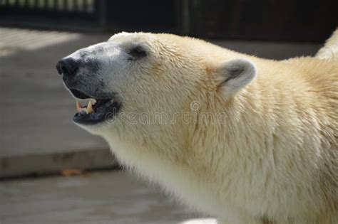 Polar Bear In Japan Zoo Stock Photo Image Of Cold Danger 39693166