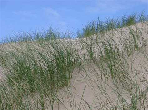Free Stock Photo Of Coastal Grasses Growing On Sand Dunes Photoeverywhere