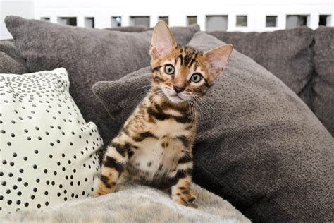 Kucing siam memiliki tubuh yang ramping, ekor yang panjang, mata berwarna biru, bulunya pendek. Kucing Bengal: Ragam Jenis, Harga, Perawatan dan Sejarahnya
