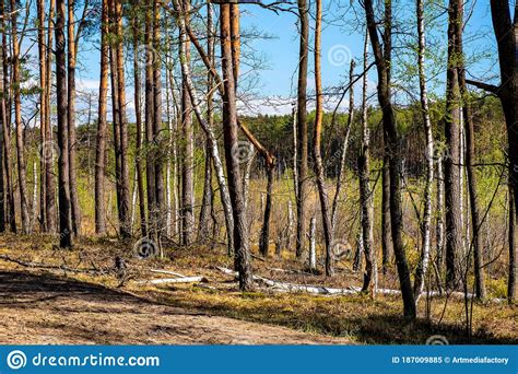European Mixed Forest Thicket With Spring Vivid Vegetation At Dlugie