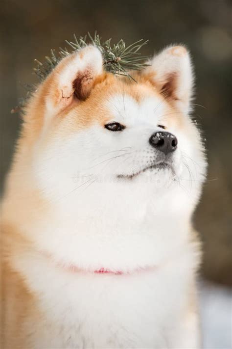 Portrait Beautiful Happy Japanese Akita Dog With Snow Green Winter