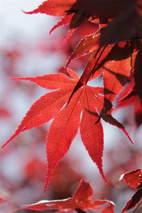 Hd Wallpaper Leaves Red Acer Tree Maple Plant Part Leaf Beauty