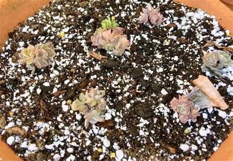 How To Grow And Propagate Echeverias Succulent Plant Care