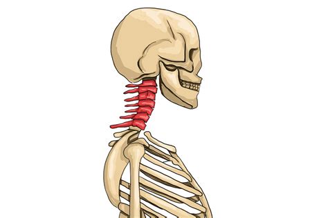 The First 7 Vertebrae Are Called The Cervical Region
