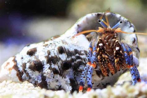 Blue Leg Hermit Crab Detailed Guide Care Diet And Breeding