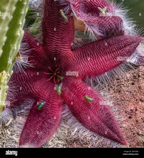 estrella de mar o cactus stapelia grandiflora con moscas pollenating el cactus con vistosas