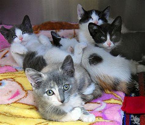 Are received and adopted on a daily basis. Nearly 90 kittens arrive at Oregon Humane Society as part ...