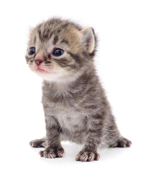 Premium Photo | Kitten on white background