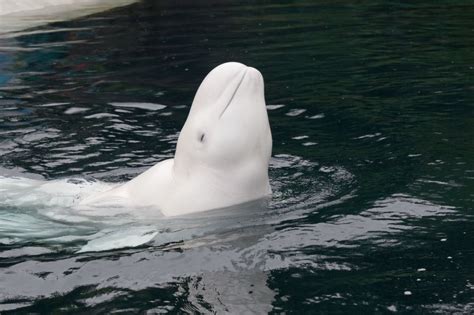 Are Sharks Mammals or Fish? Get Your Answer Right HERE! - Animal Sake