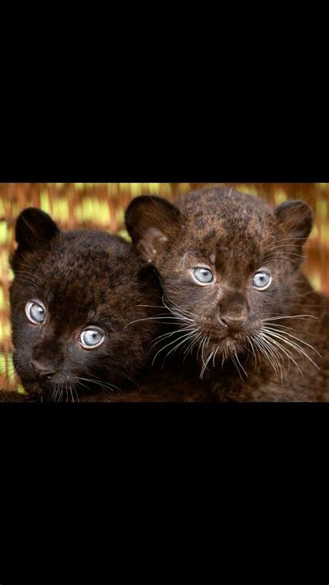 Black Panther Cubs So Cute Baby Panther Animals Beautiful Cats