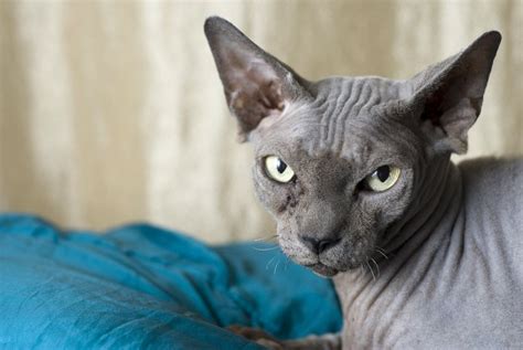 Canadian Sphynx Cat By Photostock Israel On 500px Sphynx Cat Cats