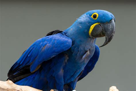 Arara Azul Com Amarelo