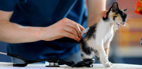 Still, 10% of neutered males and 5% of neutered females also spray, reports the cornell university college of veterinary medicine. Do indoor kittens need to be vaccinated and do they still ...