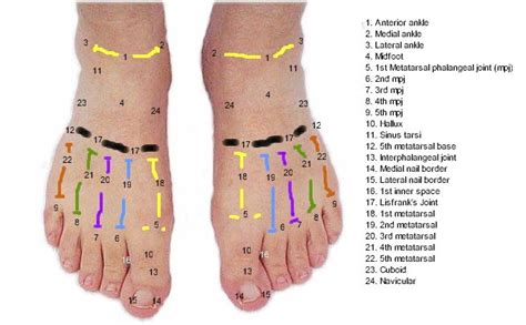 Anatomy Of The Dorsal Aspect Of The Foot
