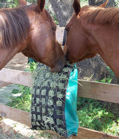 Types Of Grass Hay For Horses Elite Equestrian Magazine