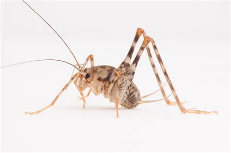Invasive Camel Crickets May Take Over In Us Homes Nbc News