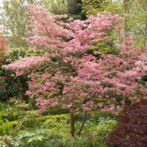 The fruit has yellow to white flesh, with a floral note. Pink Dogwood | Fast growing trees, Growing tree, Flowering ...
