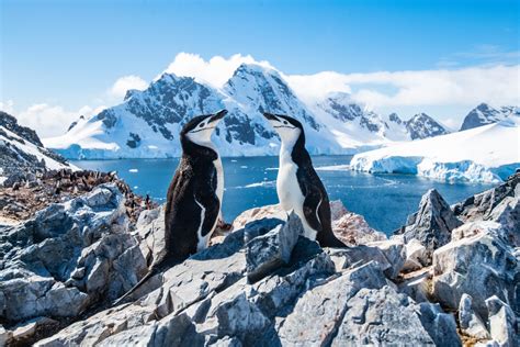 When Is The Best Time To Visit Antarctica Celebrity Cruises