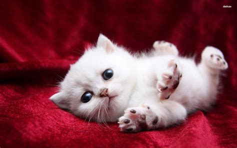 Kittens Wallpaper ·① Download Free Stunning Full Hd Wallpapers For