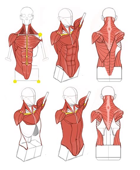 Male Anatomy Torso Marc Brunet Study Step By Step Human Muscle