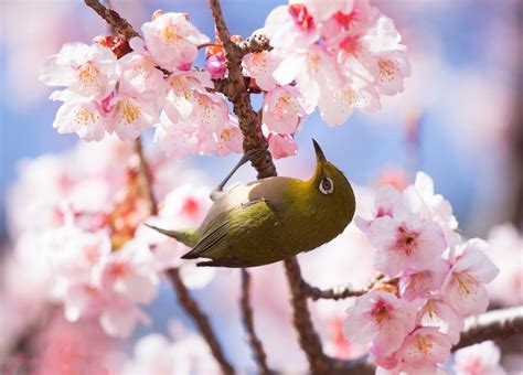 Обои на монитор | Весна | пташка, гілка, квіти, фон