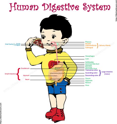 Diagram Digestive System Diagram For Kids Mydiagramonline