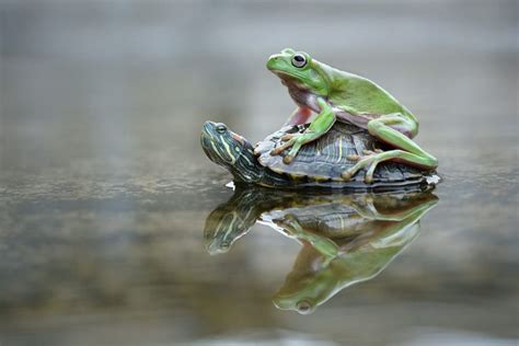 Friendship Frog Cute Animals Animal Photography