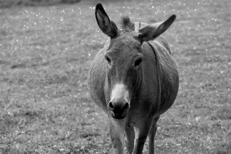 Portrait Of A Donkey Free Stock Photo Public Domain Pictures