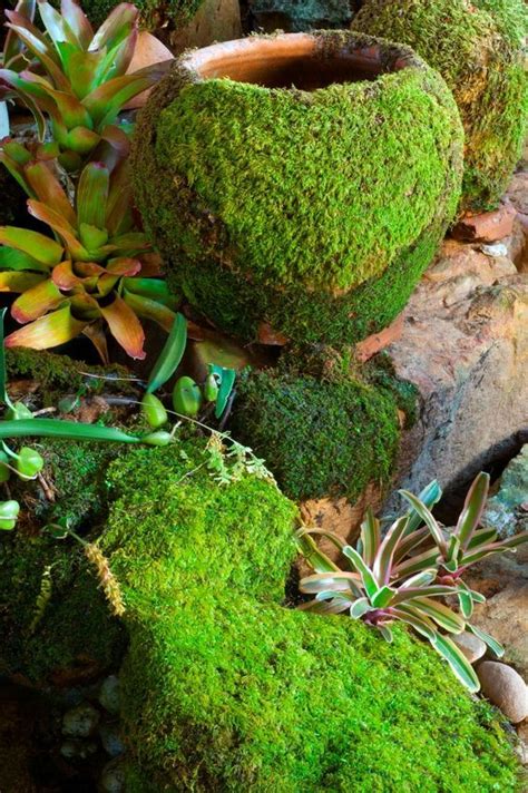 How To Grow Moss On Pots And Rocks Container Water Gardens Moss