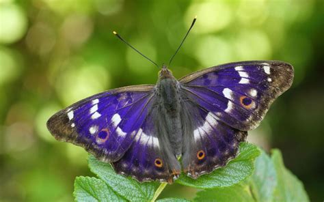 Matthew Oates Purple Emperor Butterfly Expert The Telegraph