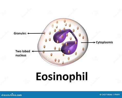 Eosinophil Structure Vector Illustration Stock Vector Illustration