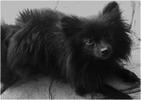Chihuahua Mixed With Pomeranian Black Pets Lovers