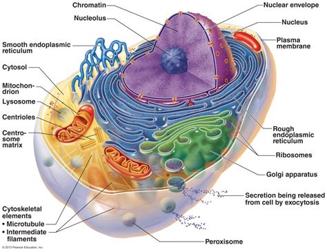 Cell Structure And Function Biol 141 Animal Cell Plant And Animal