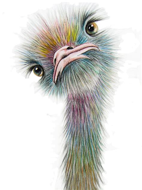 Ostrich 2 Signed Print Available In 4 Sizes From A4 To A1 By Maria