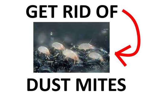 How To Get Rid Of Dust Mites Naturally 2022 Bugwiz