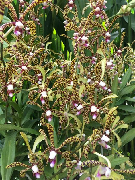 Flores De La Orqu Dea De Aranda Bertha Braga En Singapur Foto De