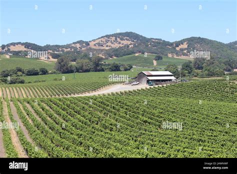 Vineyards Los Carneros Ava Napa California Stock Photo Alamy
