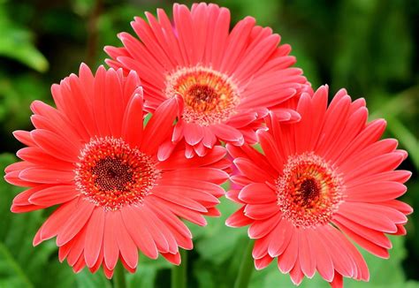 Gerbera Daisies Wallpapers 51 Background Pictures