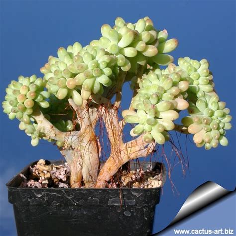 Sedum Succulent Gardening Planting Succulents