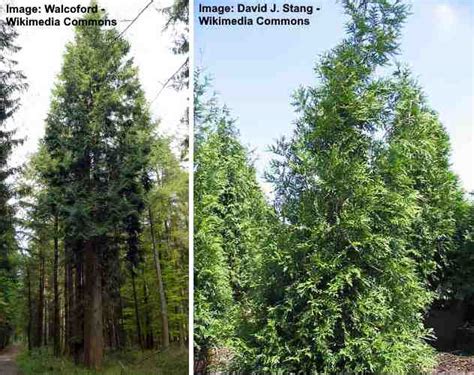 Types Of Cedar Trees With Identification Guide Pictures And Name Including False Cedar