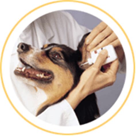 Surgery is preferable, since needle aspiration is usually only a temporary fix. Canine Ear Care - Dog Ear Disease, Dog Ear Hematoma & Dog ...