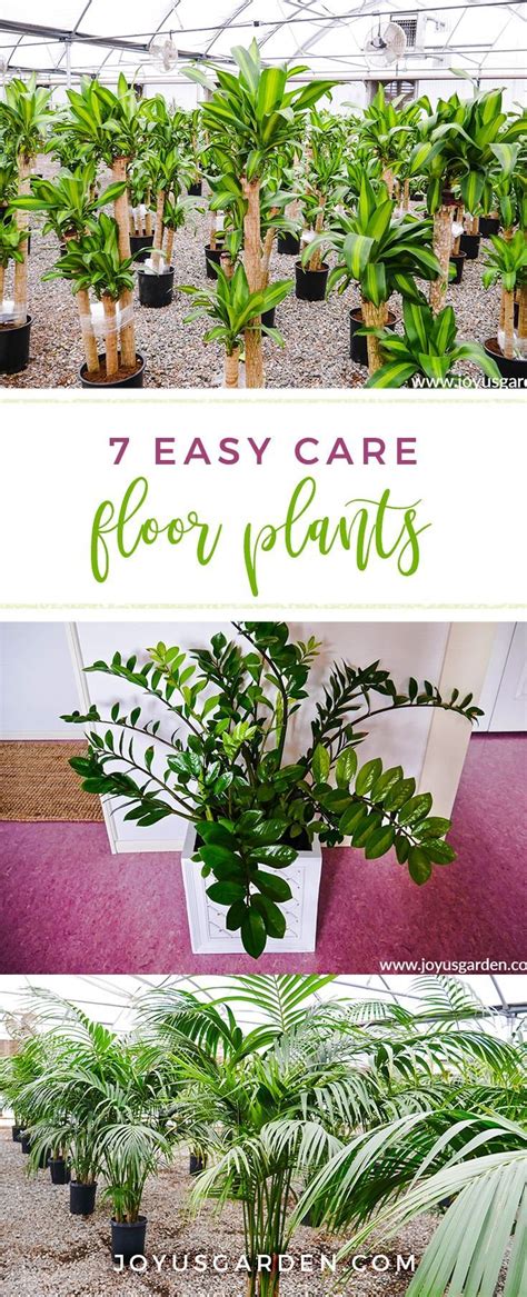 There are a lot of easy indoor plants! 7 Easy Care Floor Plants For Beginning Houseplant ...
