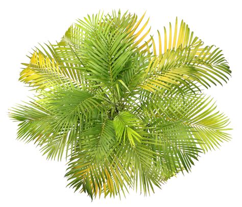 Top View Palm Leaves Tree Isolated On Transparent Background Png File