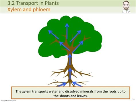 Plants do not have any circulatory system, but the flow of water upward via xylem is achieved by fairly high rates and that is upto 15 mts/ hr. IGCSE Plant Transport
