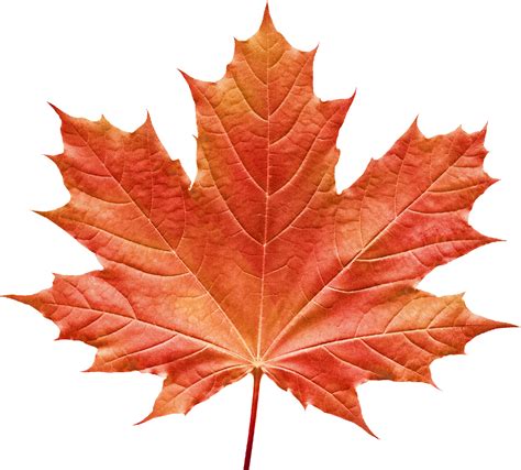 Maple Leave Png Free Logo Image
