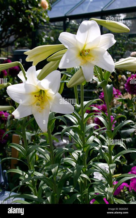 Lilium White Heaven Lily Stock Photo Alamy