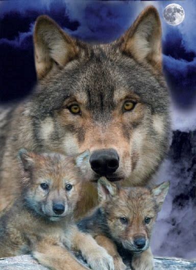 Pin By Giancarlo Longo On Wolvesx Animals Beautiful Wolf Love Baby