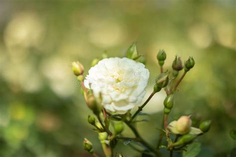 Beautiful White Roses Flower In The Garden Stock Image Image Of