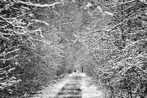 In Snowy Woods Al Fed Flickr